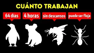 Qué animales trabajan más duro que nosotros