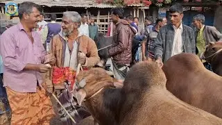 @ ১/২/২০২৬|| চট্টগ্রামের ব্যবসায়ীর খামার উপযোগী ষাঁড় গরু কেনা কাহারোল হাটে||