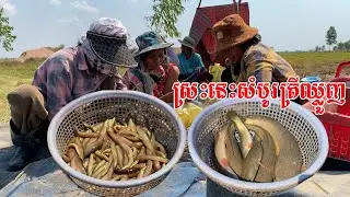 ល្អៗដល់ហេីយ​ មួយស្រះនេះសំបូរតែត្រីឈ្លួញ​មិនសូរសំបូរត្រីធំទេ