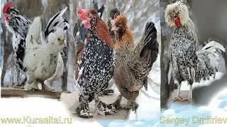 #Алтайская_Бентамка #Altai_Bantam #Chickens 2019  Barnaul , Altai