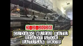GUDANGNYA MURAI BATU READY STOK RATUSAN EKOR 2-2-2026