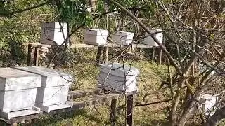 मौरीको घार वरिपरि बुद्धचित्ता र सुन्तला | Organic Beekeeping Nepalमौरी + बुद्धचित्ता + सुन्तला 🌼🐝 | 