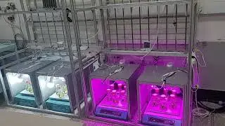 Photosynthetic flask cultivation of Haematococcus lacustris using different LED lighting systems