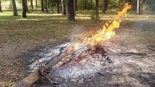 Burning Stuff 1006: My Willow Tree