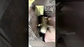Otterinno funny sleeping position😂🦦|OtterinoAndTeena| Cute Otter