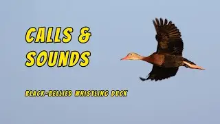 Black-bellied Whistling Duck Calls and Sounds