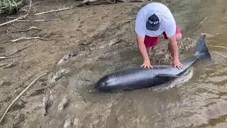 Man Rescues Beached Dolphin Stuck in Mud