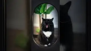 Never can fool a feisty feline. #felines