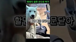 멧돼지 앞에서 전력질주한 백구의 선택,Wild Boar Chase Ends in Seconds #animals #wildboar