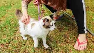 PRIMEIRA VEZ dos GATINHOS na GRAMA!! ESSE DIA CHEGOU...