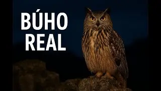 Búho real.
