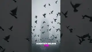 Why Do Birds &lsquo;Commit Suicide&rsquo; in This Indian Village? A Mystery That Still Baffles Scientists!&rdquo;