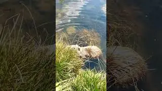 Gullible Animals: Wild Nutria Takes Bread Out of Hand at the Pond