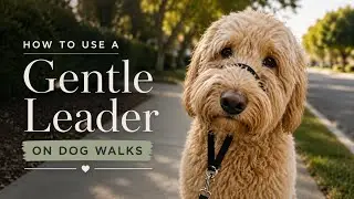 How to use a Gentle Leader on dog walks