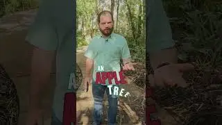 What is Evergreen Content #shorts