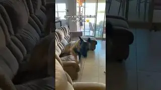Time for zoomies 😂 #dog #funny #funnyvideo #pets #funnypets #cutedog #funnyanimals #