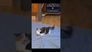 Crazy Calico Cat Diana 🤪 #funny #shorts