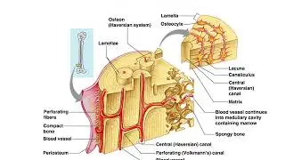 Anatomy of Long Bone and Compact Bone