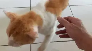 Ketika kucing di sayang#kucing #cat #sayang #videoviral @AAYZia20 