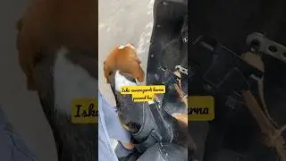 😎 Traveler coco,isko Ghumne ka shauq hai bus #dog #shorts #shortvideo #subscribe #like #new #viral