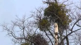 European Mistletoe -  Mistilteinn -  Sn&iacute;kjuplanta -  S&iacute;gr&aelig;nn runni - Sn&iacute;kjul&iacute;f