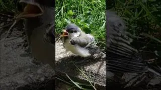 Kleines V&ouml;gelchen - so s&uuml;&szlig;! 🐦 Cute little bird #vogel #kohlmeise #vogelliebhaber #birdlovers #bird