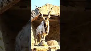 Markhor: Magical Spiral Horns ✨ #Markhor #SpiralHorns  #Mountains #Wildlife