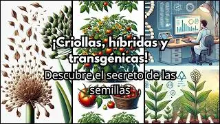 Diferencia entre semillas criollas, h&iacute;bridas y transg&eacute;nicas. Gu&iacute;a completa para principiantes!