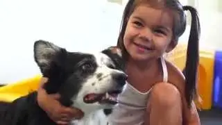 Meadowlake Pet Resort & Training Center Training Program
