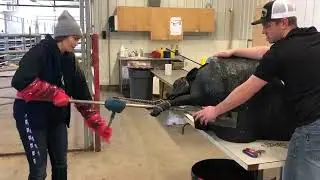 Calf Puller