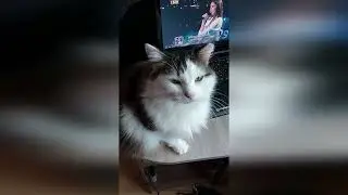 Маркиз Мальчик Любимый  Marquis Boy Favorite