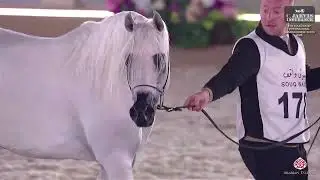 N 178 KAAYEF AL SHURAIAN   7th Souq Waqif International Arabian Horse Show 2026   Colts 3 Years Old