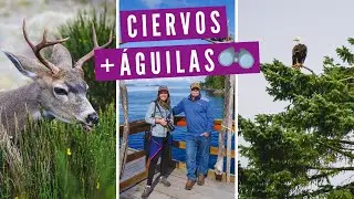 VIDA SILVESTRE en CANADÁ: Visitando Pequeñas Comunidades en la ISLA DE VANCOUVER, Columbia Británica