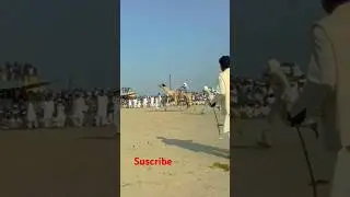 Camel dance 2025 new