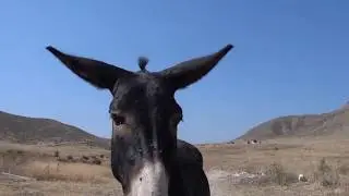osioł