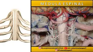 NEUROANATOMÍA | MÉDULA ESPINAL (Límites, configuración externa, configuración interna, láminas)