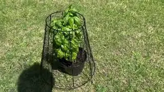Dadywheels Chicken Wire Cloche