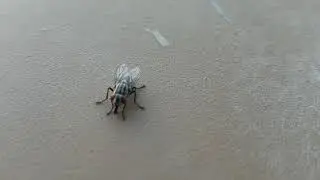 Flesh fly