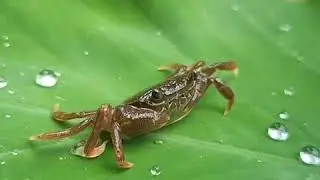 Fresh water crab