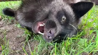Good morning foxes...ft Finnegan Fox!