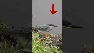 Amazing fishing skills of green heron #bird #nature