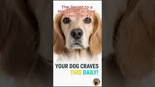 The Secret to a Happy Senior Dog: Predictability  #seniordogcare