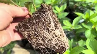 Hydrangeas in Belarus. Hydrangea cuttings