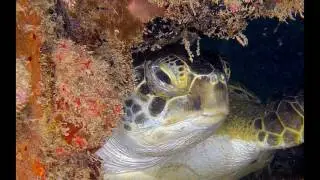 St Kitts Underwater. January 2017 - The First Month