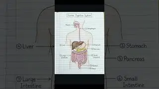 Human Digestive system #medicosstuff #anatomy #reels #viral #education #trending #medicaleducation