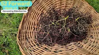 Harvesting & Freezing Elderberries | Easy Stem Removal Method 🍇✨ #smallfarm #diy #foodpreservation