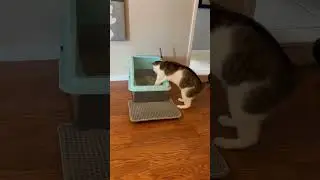 New Cat Box Is a Hit! #AIPERRO #petproductswelove #catapproved