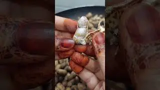 Moong Phalli - Peanuts 🥜🥜🥜 #shorts #peanut #roastedpeanuts #shortsvideo #shortsfeed #short #tasty