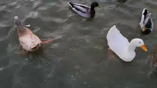 Diverse and Inclusive Ducks Tribe in Kiwanis Lake