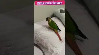 Birdie Fun Moments on the Bed 🐥❤️ #CuteBird #FunnyBird #BirdVideos #PetBird #BirdOnBed #ViralBird